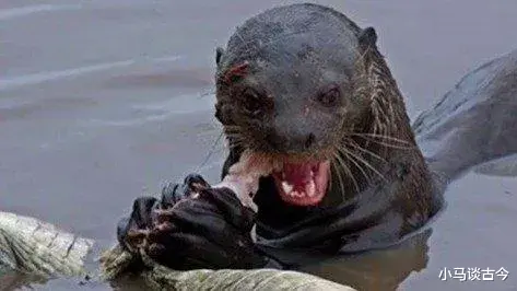 鳄鱼 水獭看着傻乎乎的，为什么敢吃鳄鱼？