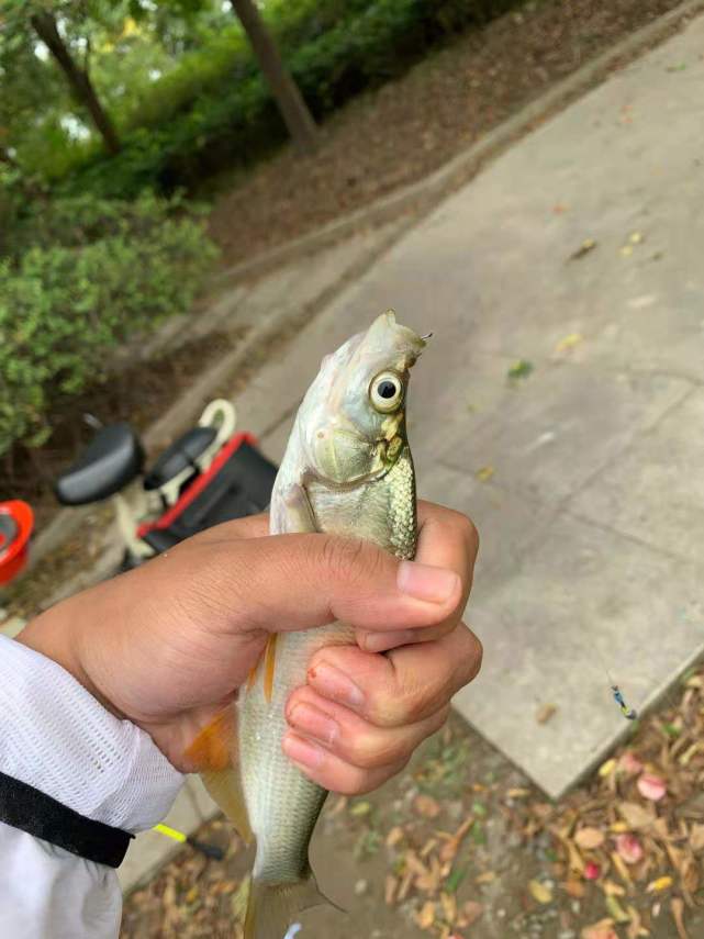 |死鱼正口，收杆就走，这是真的吗？