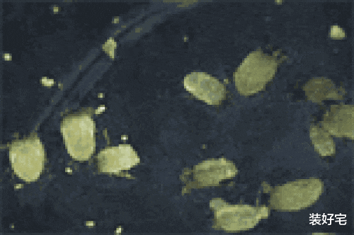 装好宅|这3样家居用品早就被淘汰了，看看你家有没有，该扔就得扔