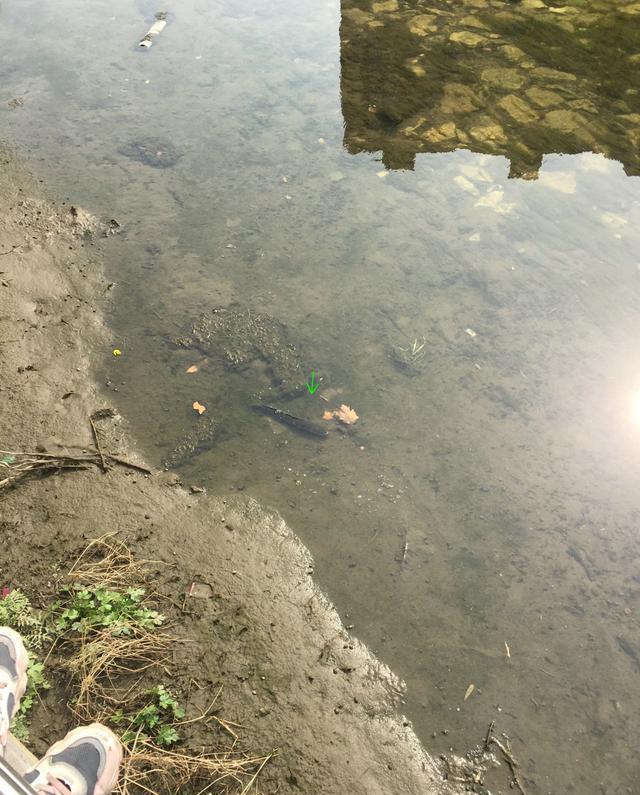 鼓浪屿 线鳢入侵珠海水域，短短一小水沟里十几条，趴水底清晰可见