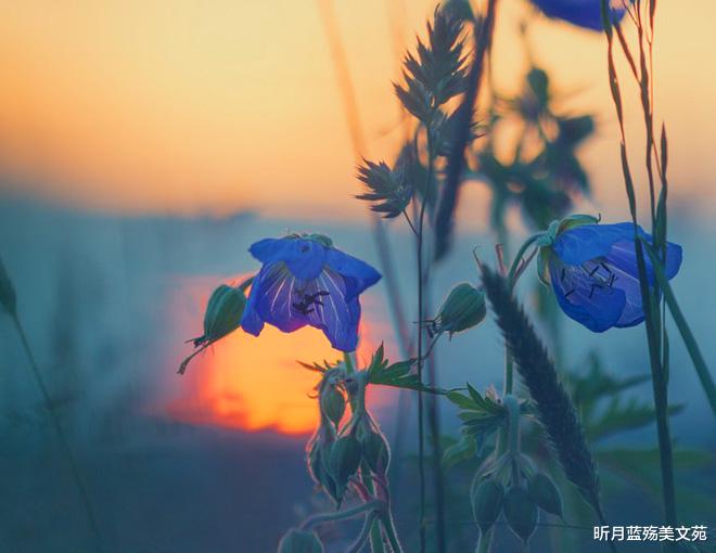 昕月蓝殇美文苑 爱若入心，一生难忘