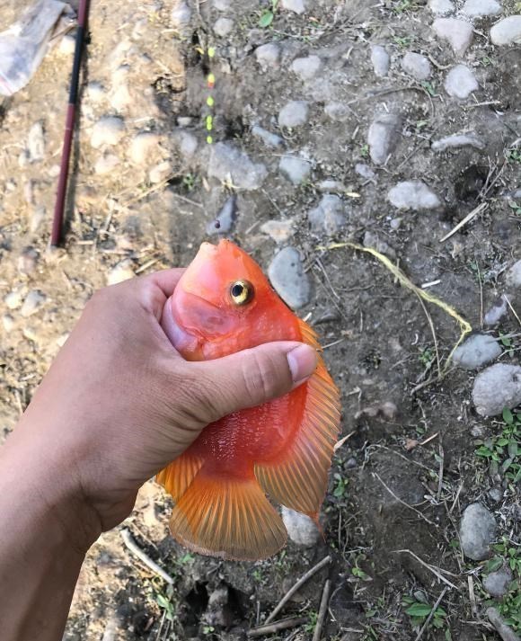 漠阳江|这鱼在漠阳江快泛滥了，钓鱼人：到处都是，所幸还好吃