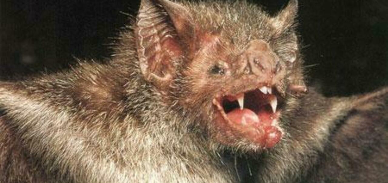 蝙蝠 科学家早就给出答案:人类消灭蝙蝠会造成怎样的毁灭性后果?