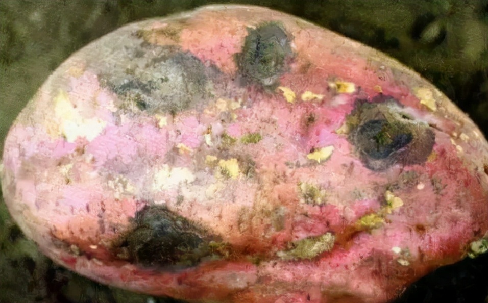 玫瑰花茶|46岁男子确诊胃癌,三月后离世,卫生组织呼吁:2种“粗粮”趁早撤下桌