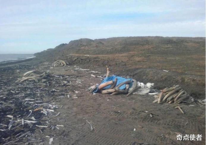 猛犸象 永冻土融化后，猛犸象牙被疯狂售卖，专家担心会复活远古病毒