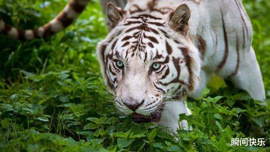 生肖|家中若有这3生肖，2021年鲤跃龙门，事业顺遂，财星高照收入倍增