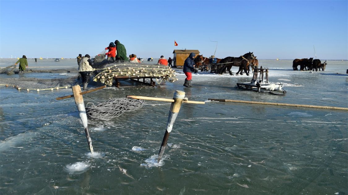 芒果望世界 一网捞出40万斤鱼,为何查干湖的鱼越捞越多么?当地渔民说出真相