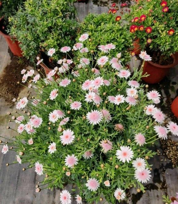 向阳园艺|看到别人养的花，是不是羡慕了？现在养也不晚，还能欣赏1个月