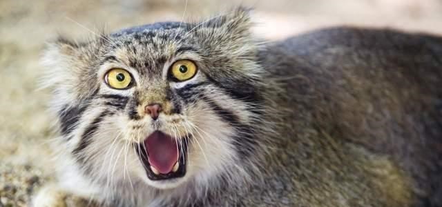 奶豆说育儿|超凶萌！兔狲幼崽现身四川石渠 凶猛的野生动物出现暗示了什么？