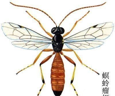 律师|肖之娥说郭威是杜新枝的养子。网友：文学学士忘了螟蛉有子吗？