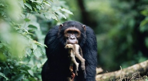 黑猩猩 吃猴子吃人后,黑猩猩又被首次发现吃掉大猩猩,或受人类行为影响