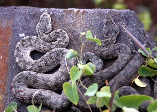 辽宁旅游地质砖家 大连这座小岛只生活着一种动物,还都有毒,却被专家视为“宝岛”