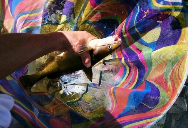 江苏省|云南一钓鱼人钓获“罕见”黄辣丁，一条一斤多，网友：“成精了”