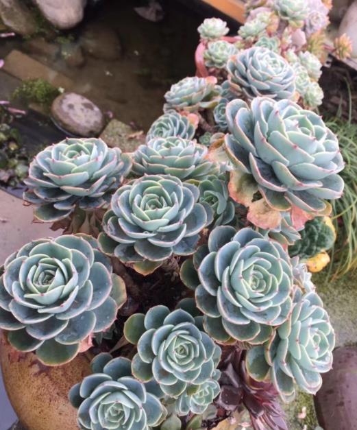 植萌|养玉蝶，做好6点，一样能爆盆，变成老桩状态