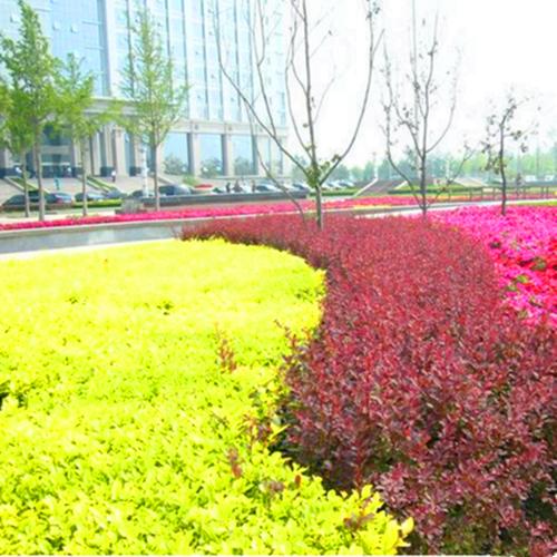 庭院设计| 8种可以做围墙的植物,围上一圈,让你的院子优雅又美观