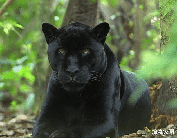 豹子 黑豹是如何“黑化”的？
