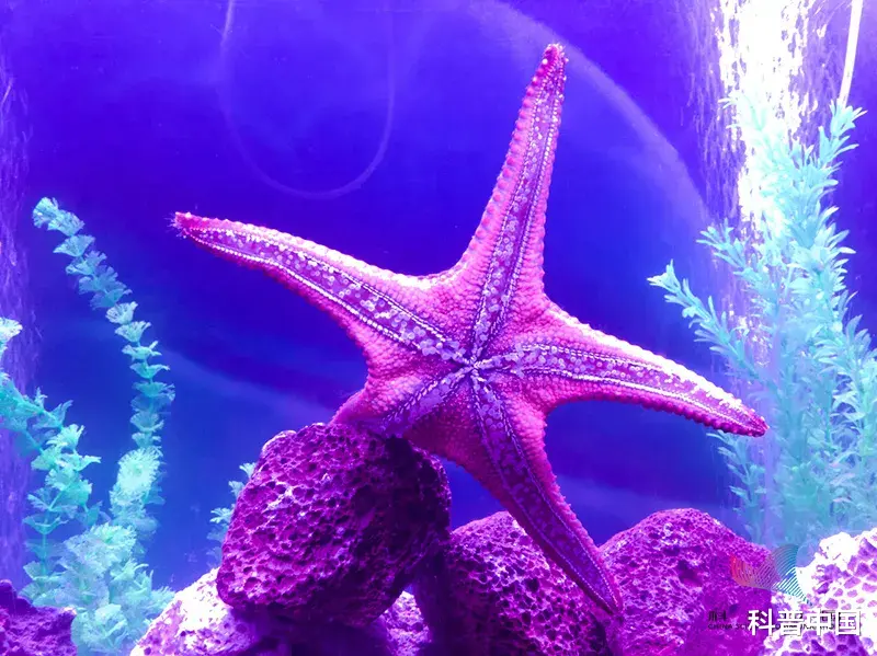 水熊 震惊！神奇的水熊虫不仅能在真空中生存，还比钢铁更耐压！它的\特技\就是…