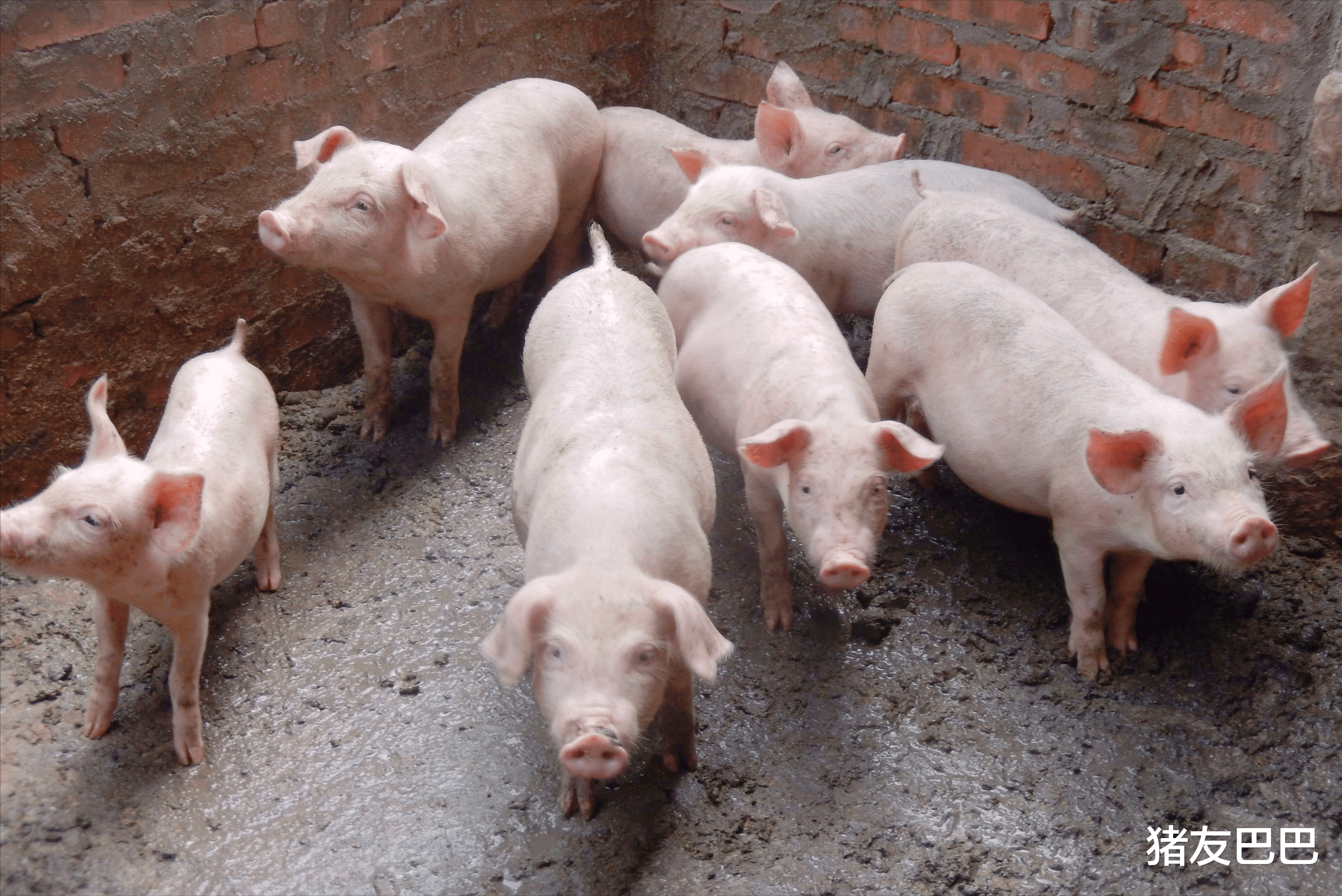 养老金 4月16日，猪价涨到头，要“崩盘”走跌？咋回事？看完再说不迟！