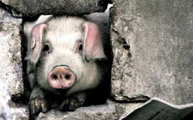 科学菌带你看世界 猪坚强挺过第13个512，寿命相当于人类100岁，汶川地震后逆天改命