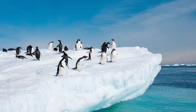 披着螃蟹外衣的帝王蟹,已在巴伦支海泛滥,价格为何还居高不下?
