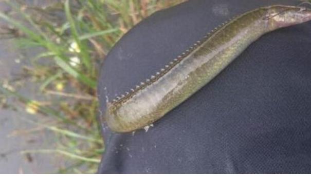 |钓鱼最怕遇到什么鱼，这个鱼食性非常凶猛，把钩吞进肚子里，还刺人