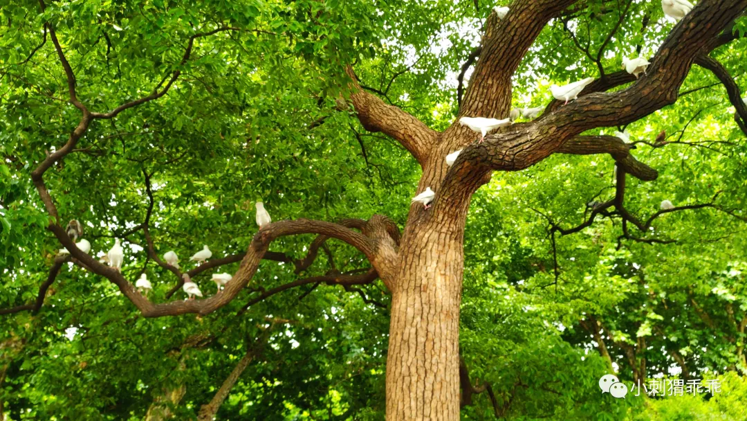 小刺猬乖乖 浪迹香江：街头走鬼