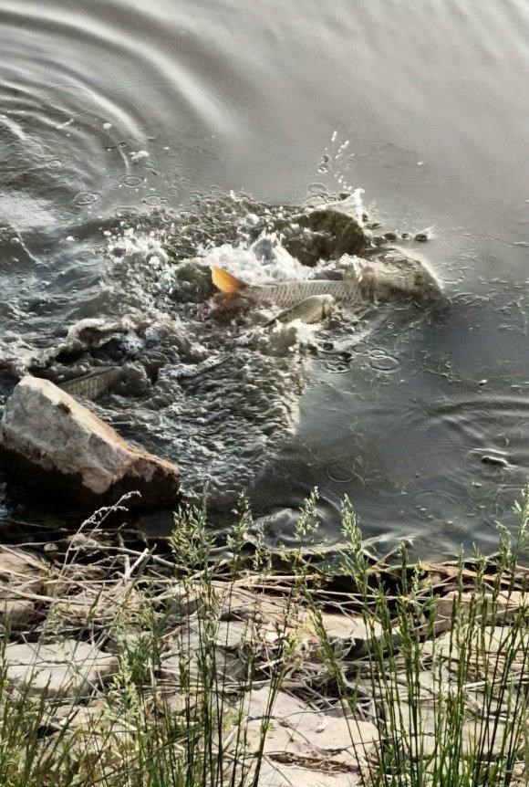 |鲤鱼靠岸产卵被一锅端?浙江钓友钓起几十斤鲤鱼,随后又放生