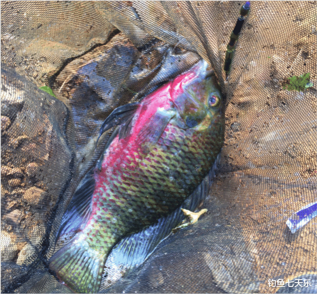 罗非鱼|在入侵“三剑客”面前,四大家鱼败下阵来!连钓鱼人也崩溃了