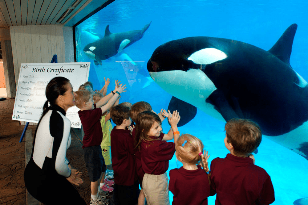 水熊 你想象过用一半大脑睡觉一半大脑思考吗？对海洋霸主虎鲸来说这是日常