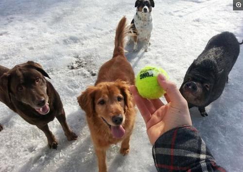 舜网 看一次笑一次,一只天鹅和一群火烈鸟在一起,结果天鹅学会了“伪装”
