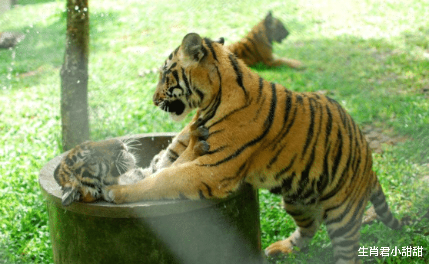 纽约|牛年12月属虎人迎来好运，接下来的日子里，好运缠身事业见好