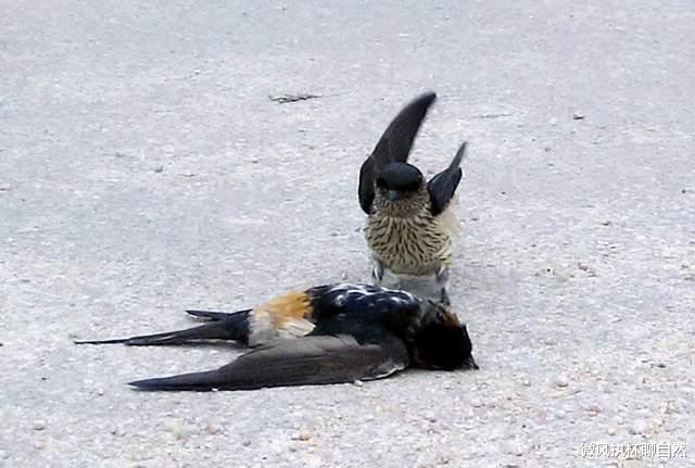 微风执杯聊自然|燕子不吃落地食，不远万里飞到南半球过冬，却被做成了烤肉串