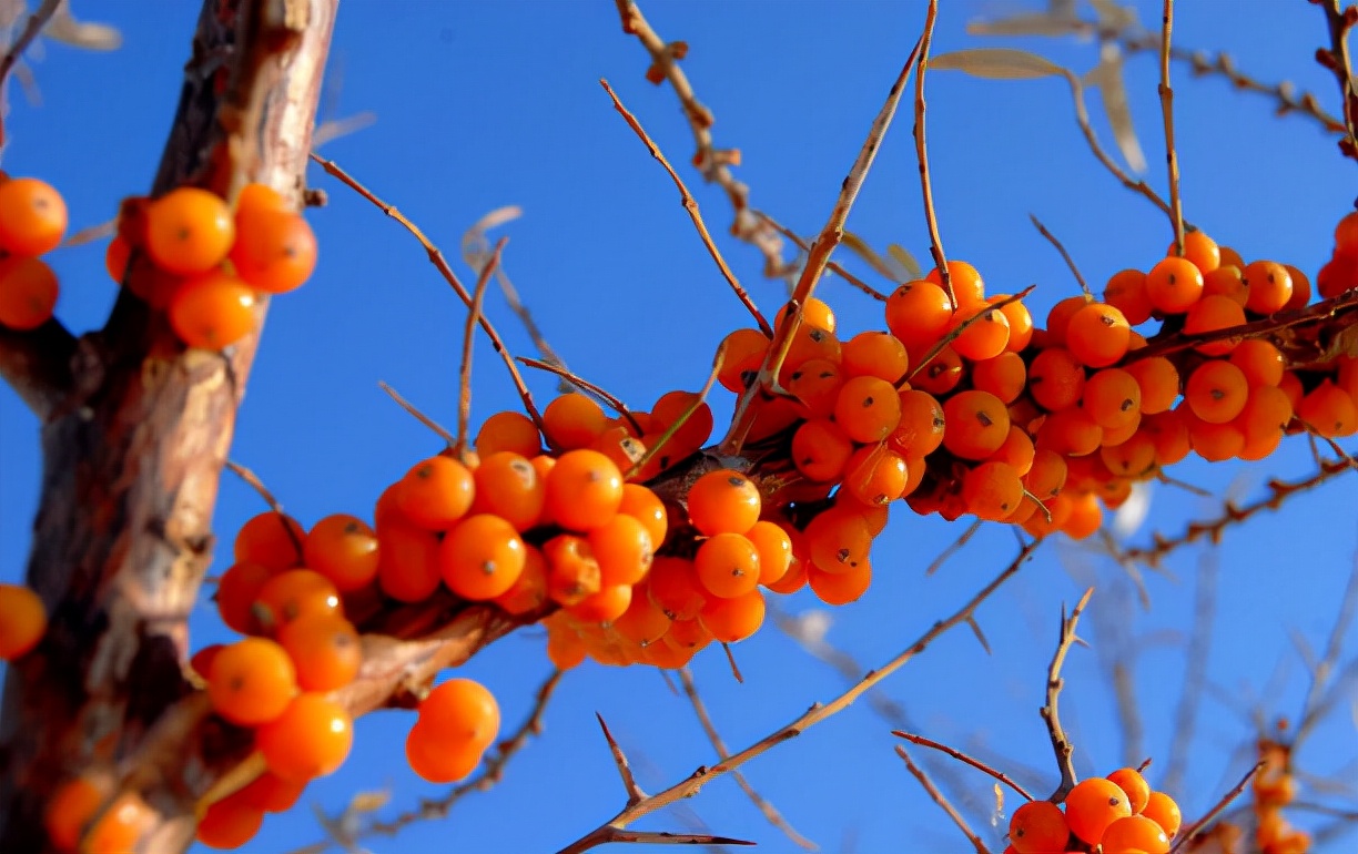 胆固醇|胆固醇高不能吃豆腐？医生：这3样素食也别吃，血管会“扛不住”