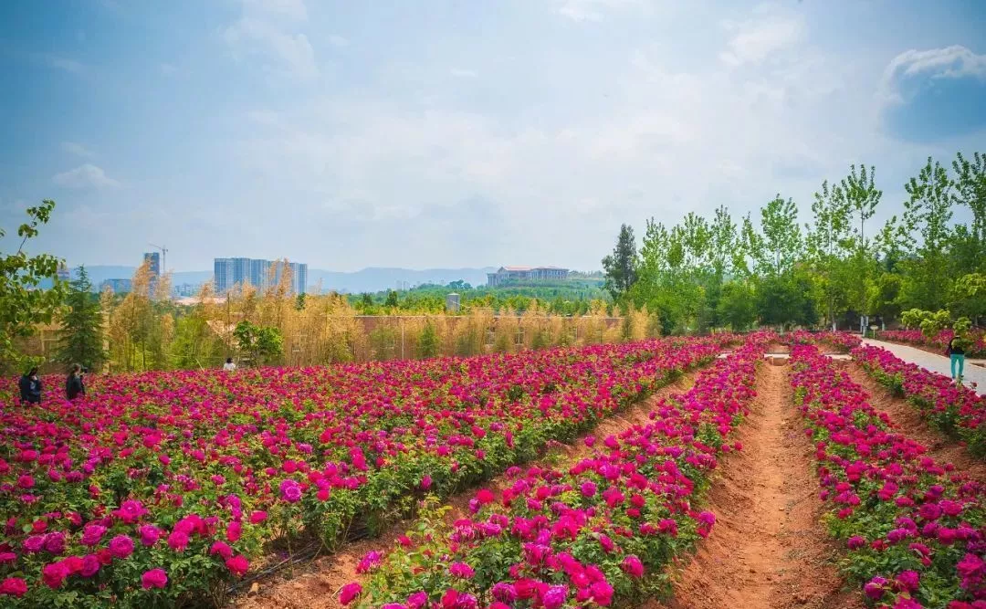 法制播报 酸了！高校食堂玫瑰宴冲上热搜，画面曝光“馋哭”网友！