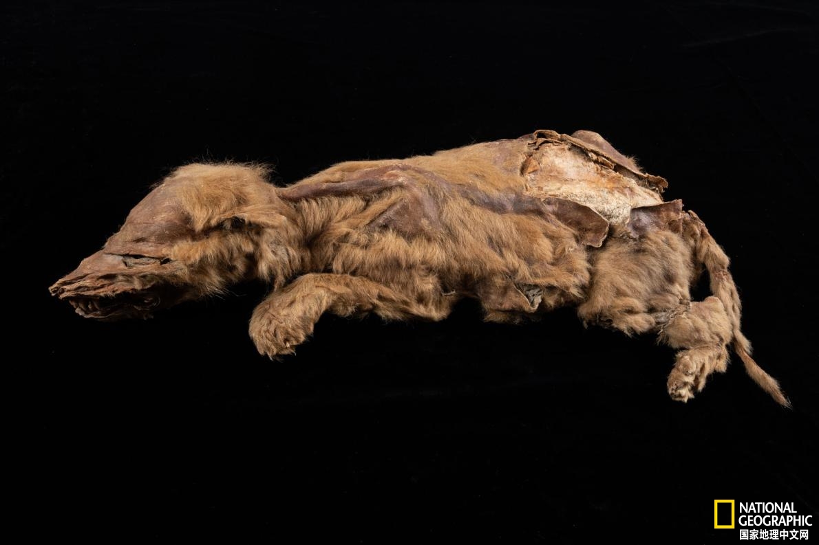 化石 西伯利亚永久冻土融化，距今28000年史前生物现身，人类该清醒了