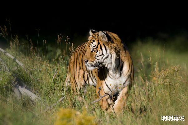 明明再说 未来生肖虎要历经“1喜1灾”，属虎人看看怎么回事？