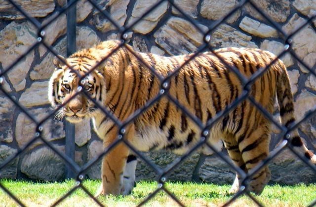 猩猩 人类这么弱，连猩猩都打不过，人类祖先是怎么活下来的？