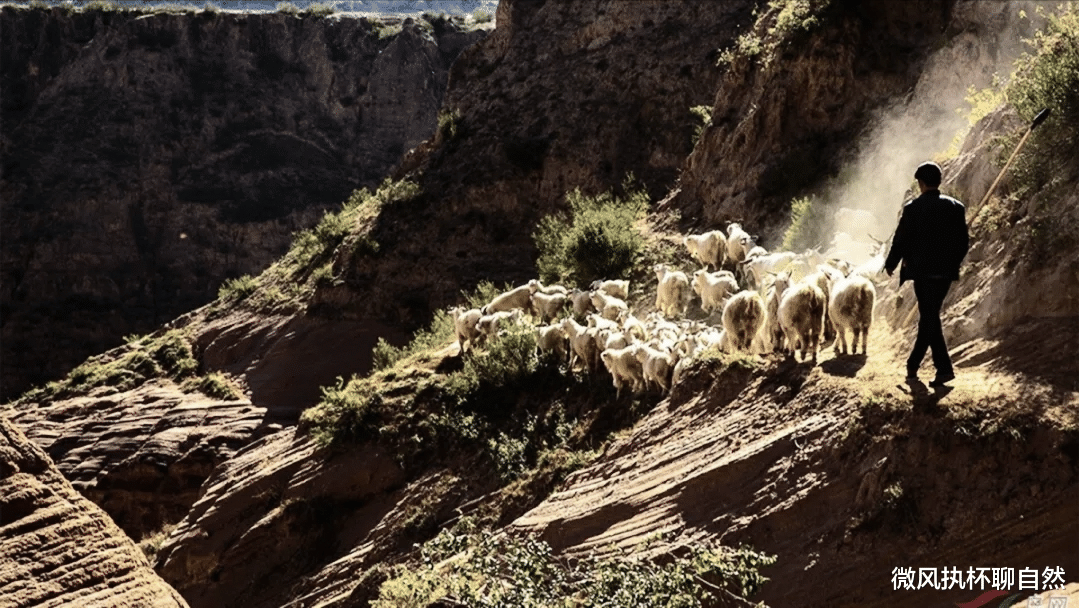 微风执杯聊自然|老毛驴从狼嘴里救了下乡知青，被宰杀的时候知青为救它抱了一夜