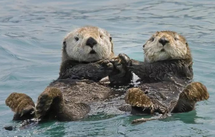 关于海洋哺乳动物海獭的一些事实