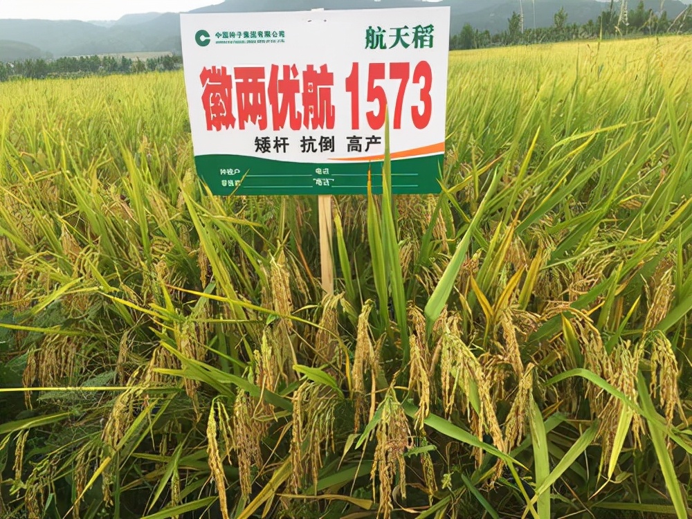 水稻|嫦娥五号带回来的\月球稻\成功育苗，亩产量能突破1000公斤吗？