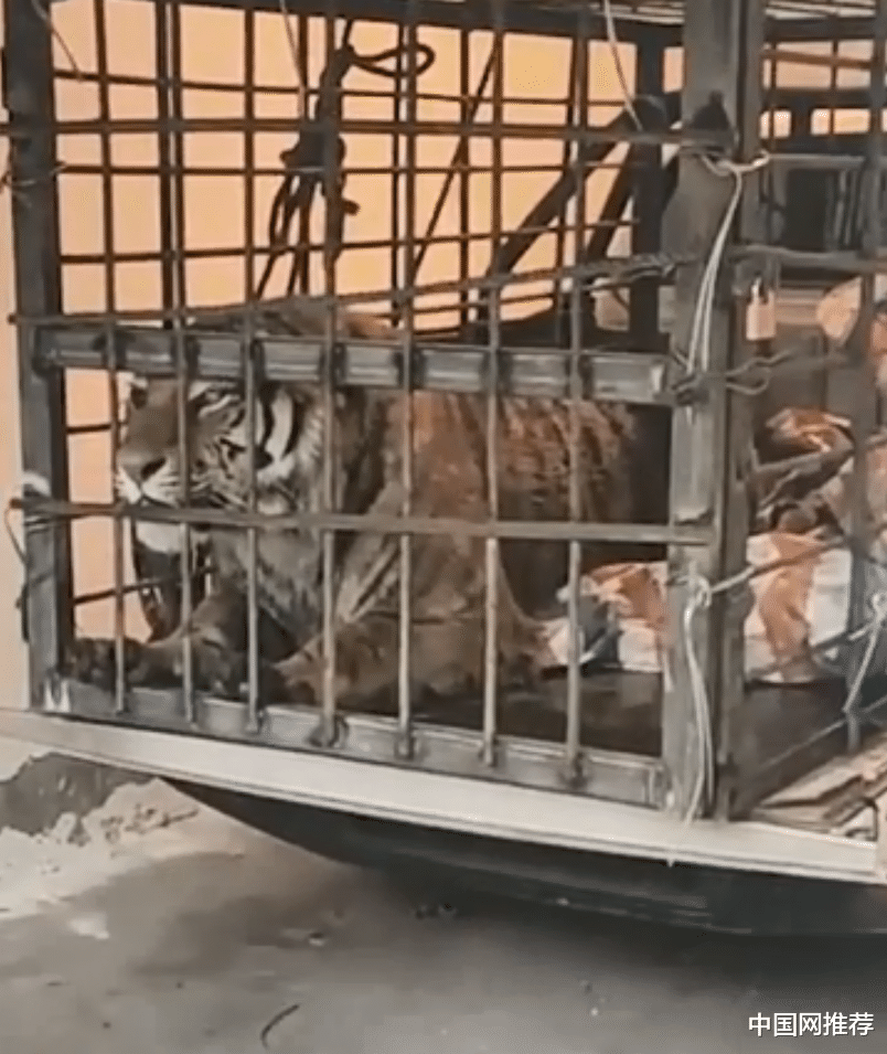 中国网推荐 最新!进村东北虎被控制,已从麻醉中苏醒,将被提取基因判断来源