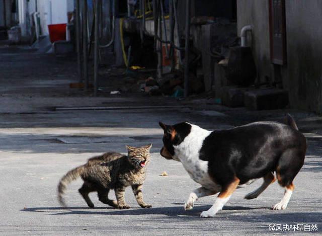 微风执杯聊自然|猫中霸王狸花猫，不吃白食爱自强，捕蛇灭鼠斗鹰，猛犬也要绕着走