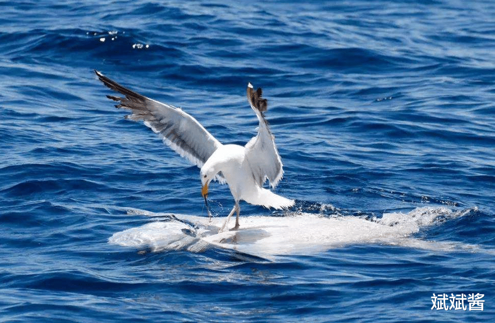 翻车鱼 世界上最蠢的翻车鱼：灭绝是不可能灭绝了，这辈子都不可能灭绝了