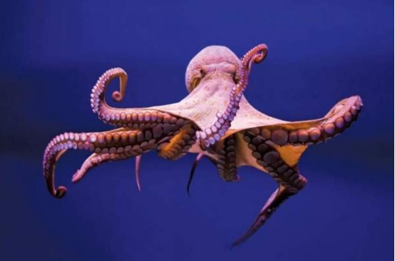 韓國出現“異種”！漁民發現32條腿的章魚，是核輻射導致的嗎？-圖6