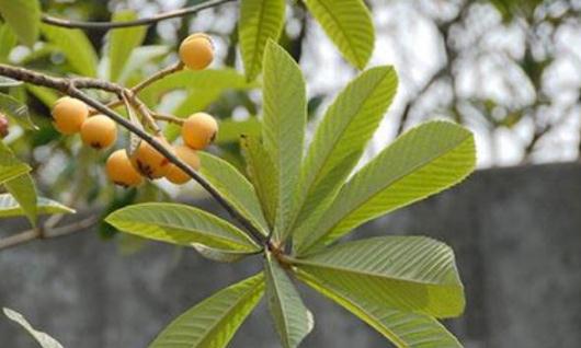 爱吃醋的小蓝孩儿 枇杷叶煮水止咳是老叶还是嫩叶 枇杷花和枇杷叶哪个更好