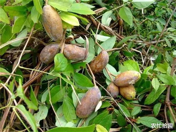 医生|人称“北方白香蕉”，成熟就炸开，一斤10元，在南方热卖