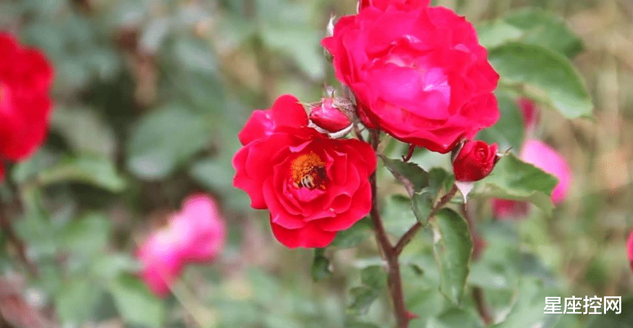 星座控网|八月日子安逸压力小,笑容比愁绪多的生肖,有好事业有钱赚