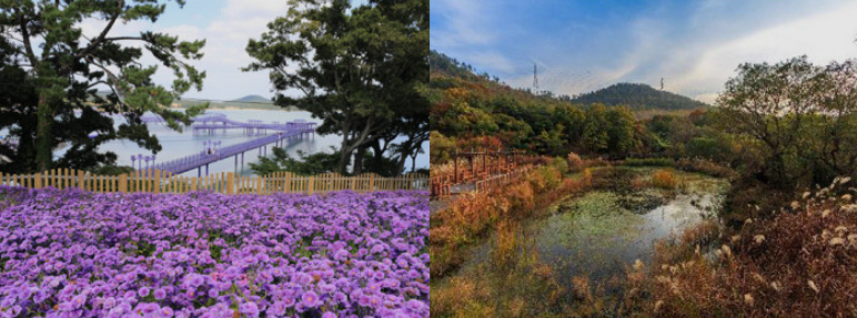 离岛|韩国的新安\紫岛\与高昌云谷湿地被评为世界最佳乡村旅游胜地