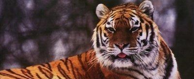 依科育儿吧 黑龙江又把老虎放走了，黑龙江为啥要放走老虎？不怕老虎伤人吗？