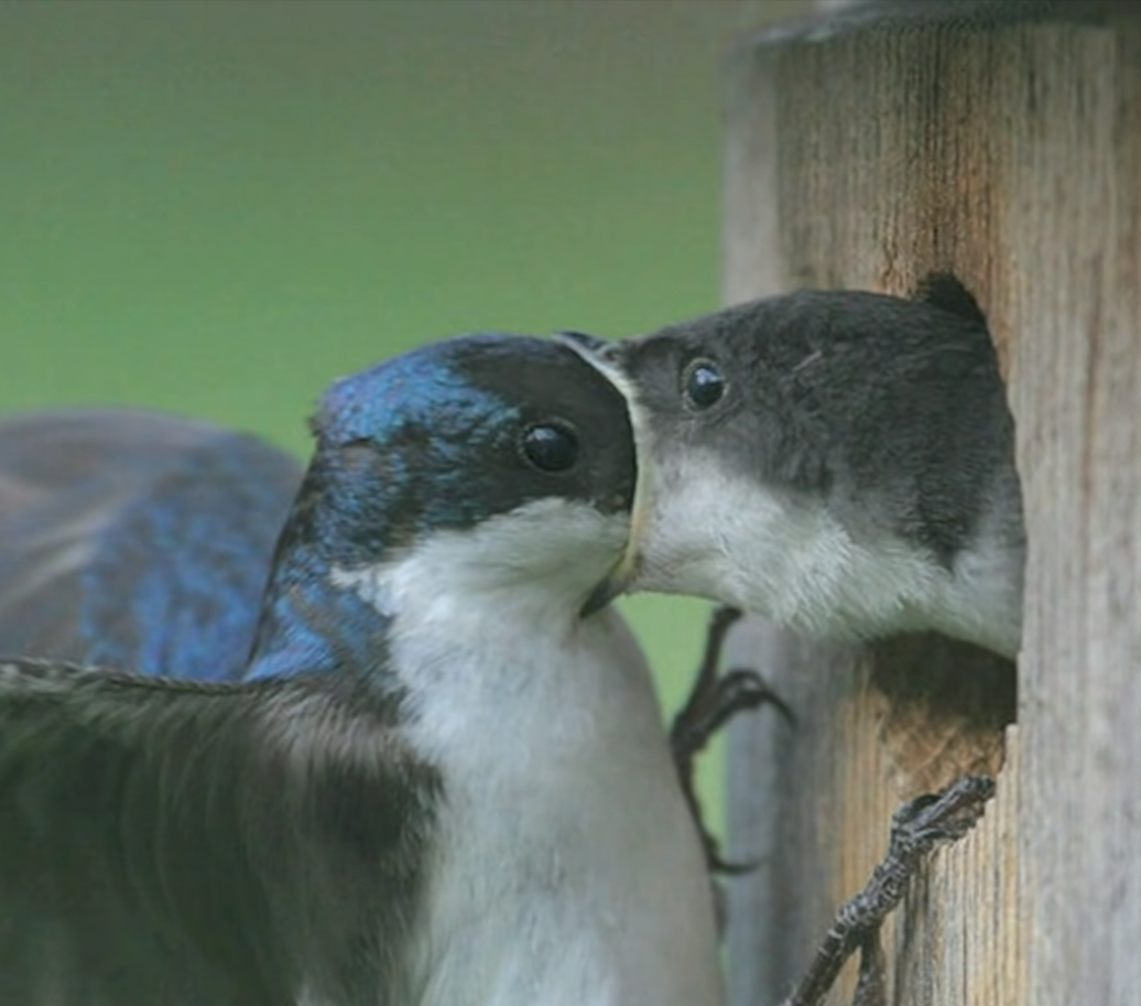 27张“卡到点上”的抓拍照片,每一张都难以复制,堪称经典